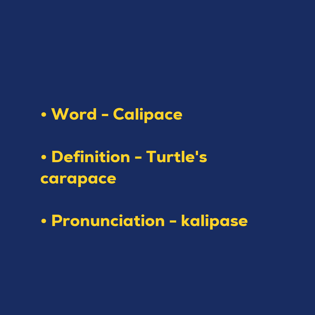 Random Words - Calipace