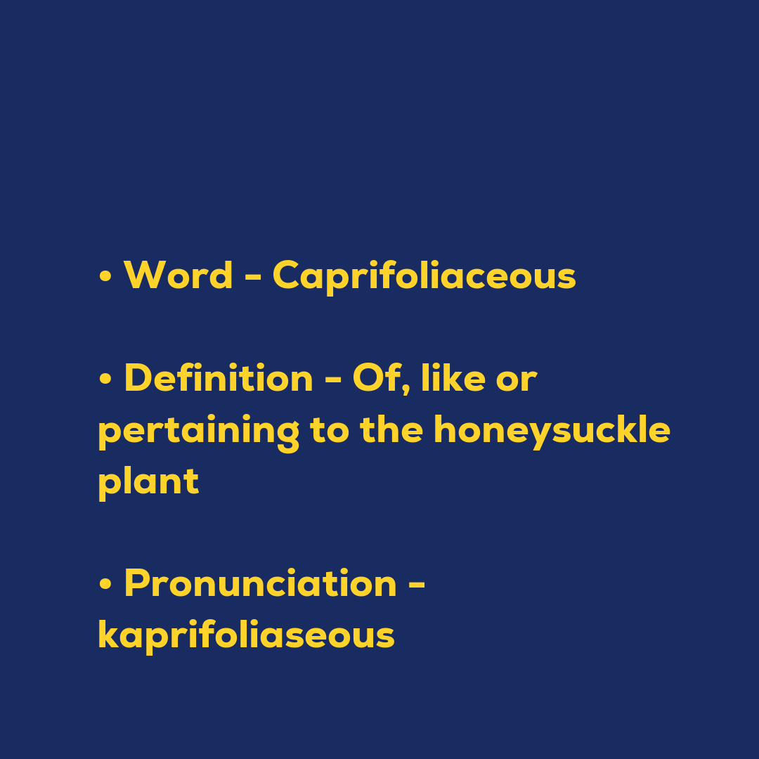 Random Words - Caprifoliaceous