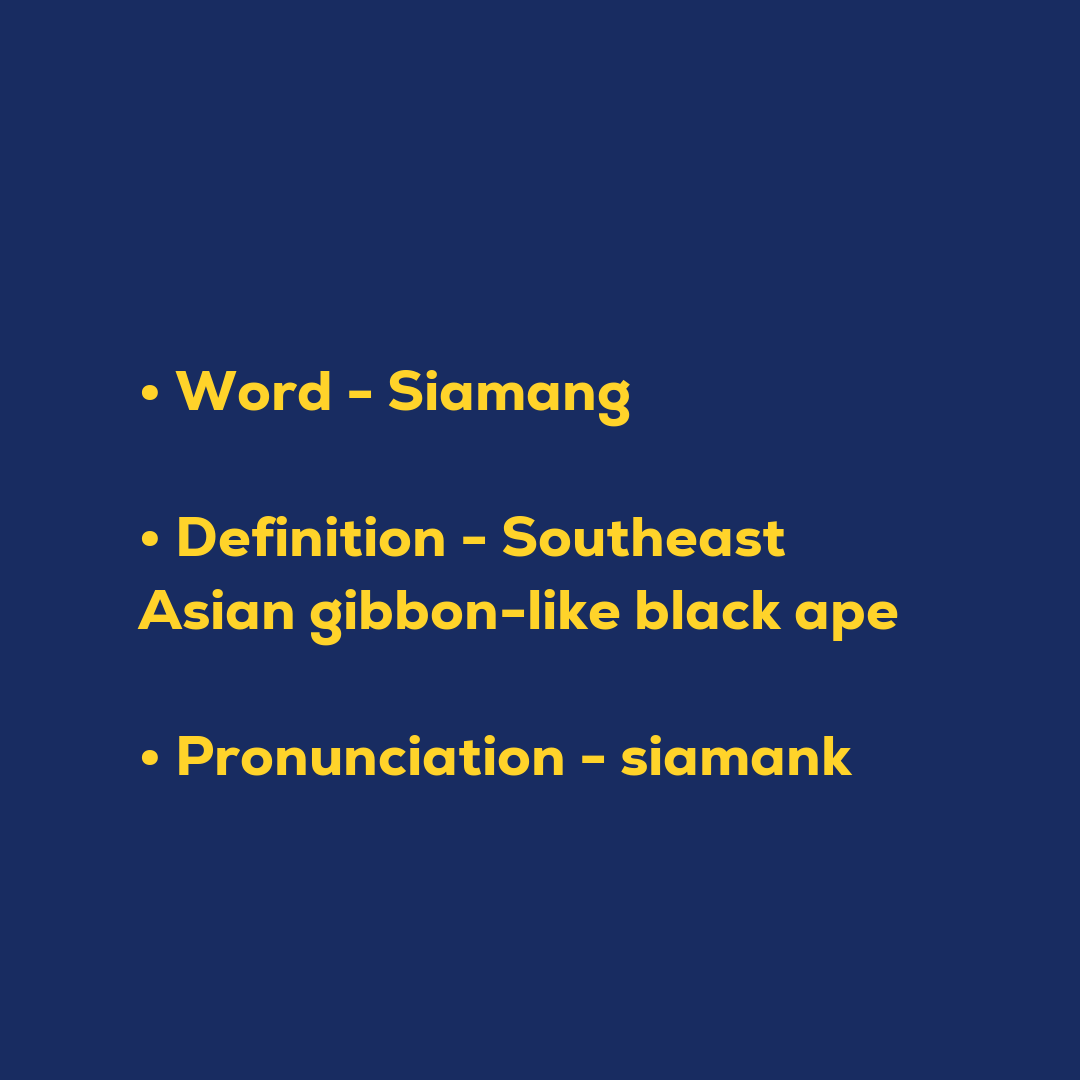 Random Words - Siamang