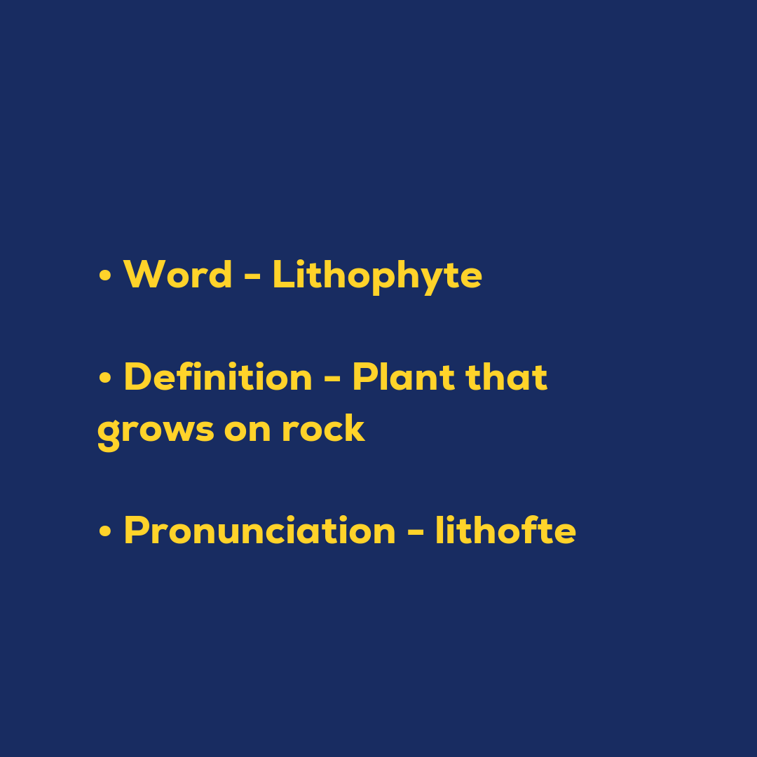 Lithophyte