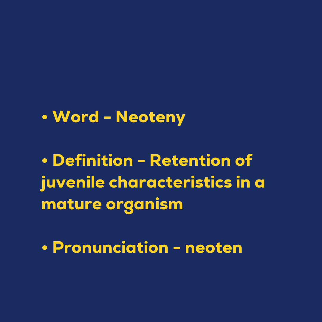 Neoteny