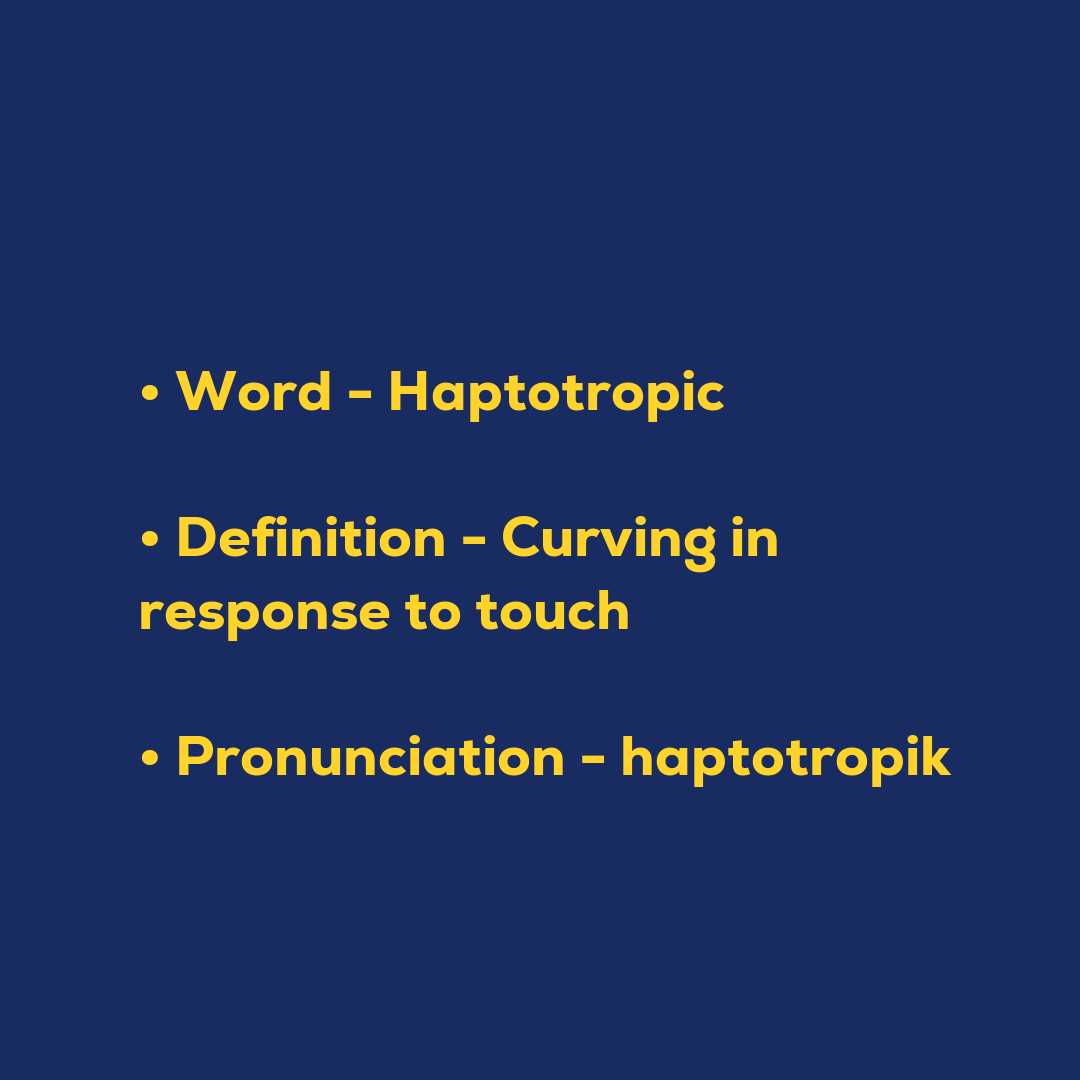 Random Words - Haptotropic